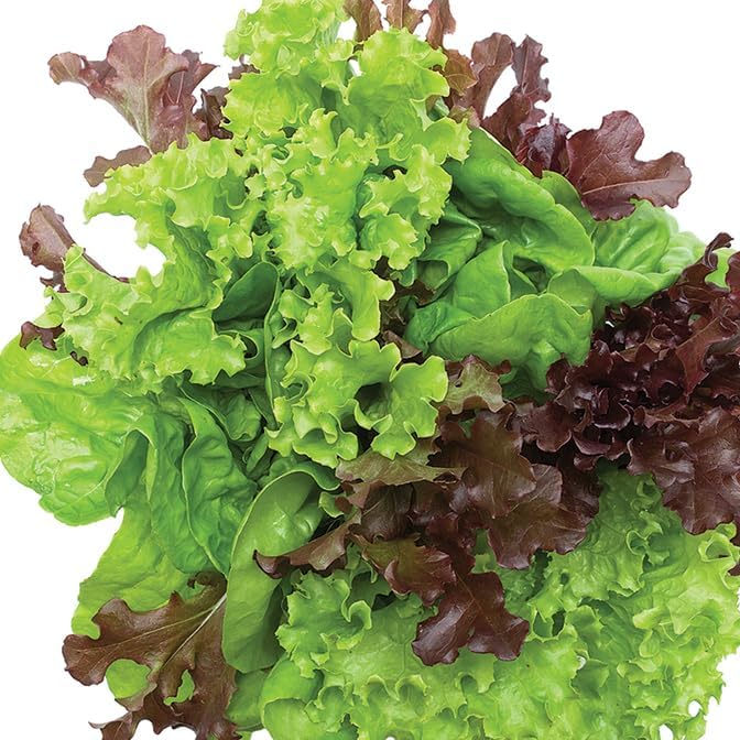 Lettuce Plants - 'Mixed' 6 X Medium Plug Vegetable Plants