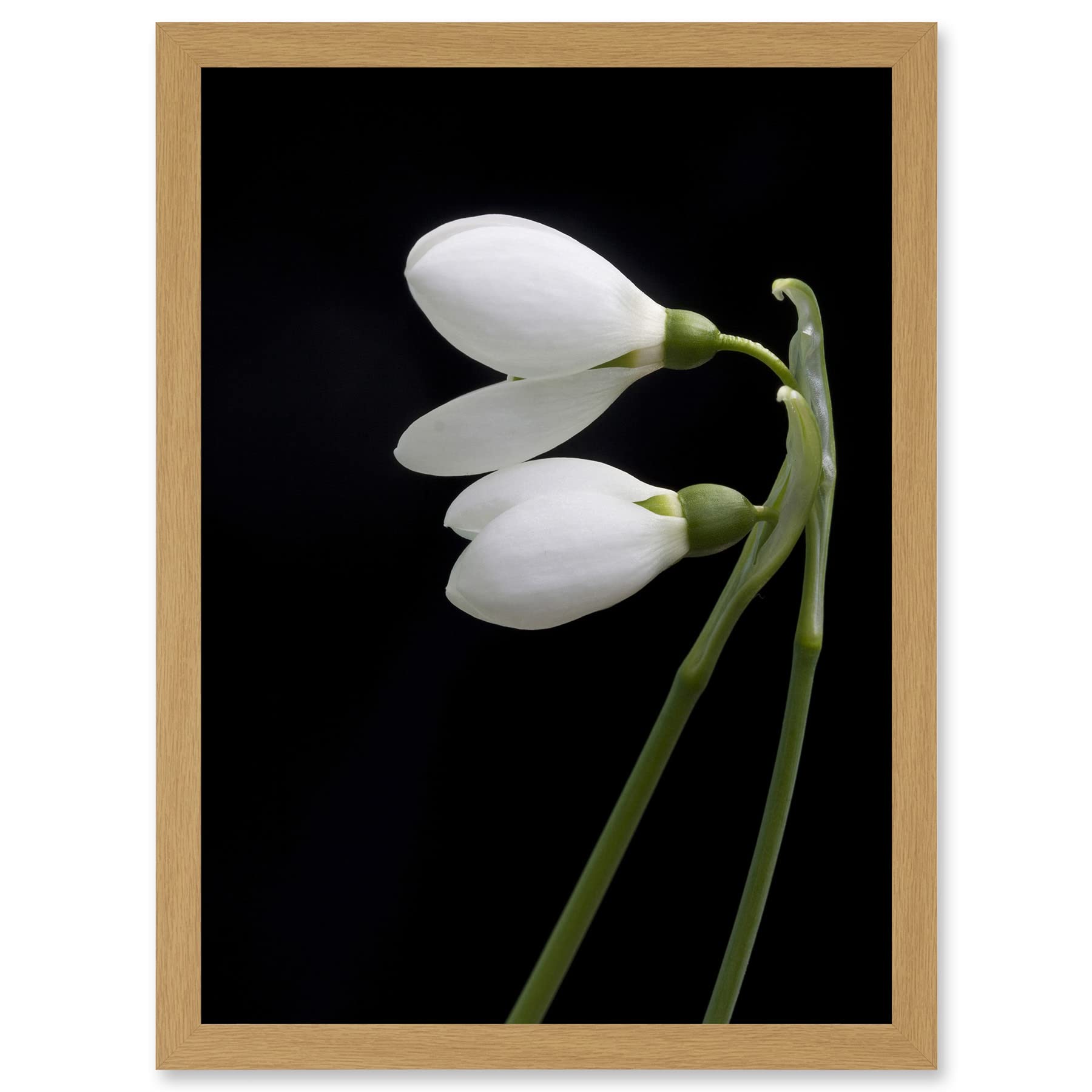 Artery8 Snowdrops Spring Flowers Bloom White Black A4 Artwork Framed Wall Art Print