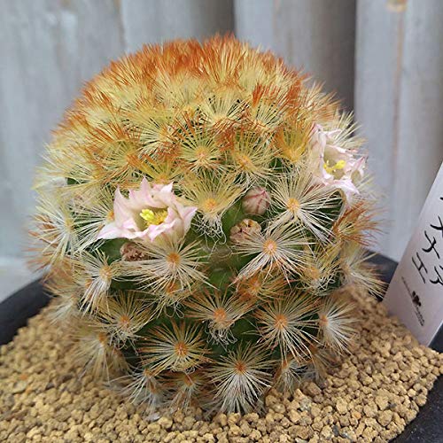 レアサボテン:マミラリア・カルメナエ白系3号ポット レアサボテン:マミラリア・カルメナエ白系3号ポット