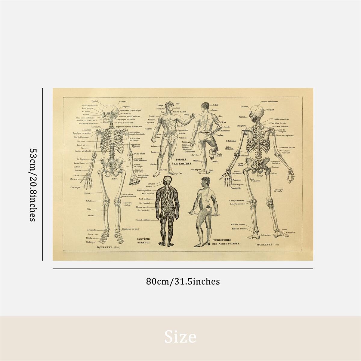 Vintage Anatomy Skeleton Diagram Print Doctor Office Educational Chart