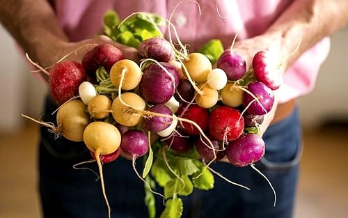 Mezcla de semillas de rábano multicolor 50+ semillas para plantar sin OMG