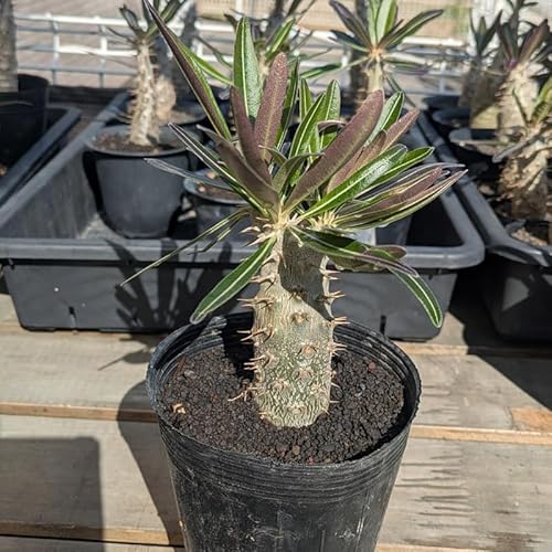 ���Y������ �p�L�|�f�B�E�� �O���L���X Pachypodium rosulatum var. gracilius (�Ǘ��ԍ�P2)
