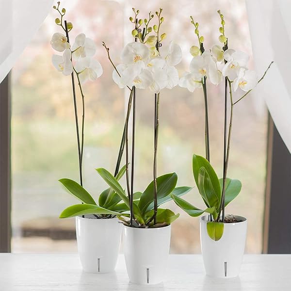 Santino ORCHIDEA Lot de 4 Pots à Orchidée avec Système de Mèche et Indicateur de Niveau d'eau (Diamètre: 15 cm, 2 L, Blanc) - 4