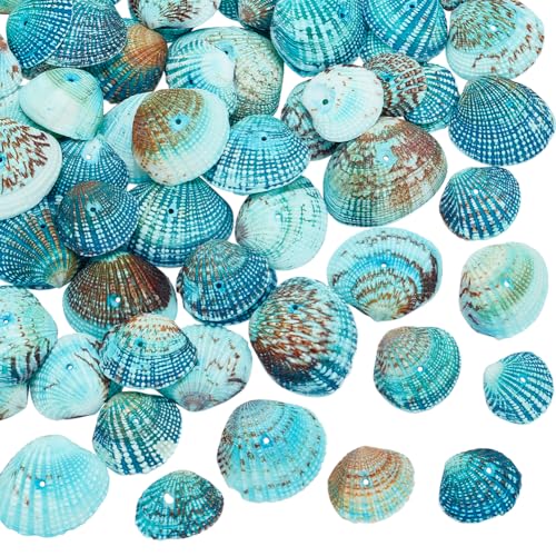 PandaHall 1 Kasten blaue kleine Jakobsmuscheln 32-37 mm Muscheln für Halsketten Anhänger Schmuck Kerzen Zuhause Meerjungfrauen Schmuck Party Hochzeit Dekoration Aquarium Vasenfüller, 1mm Loch
