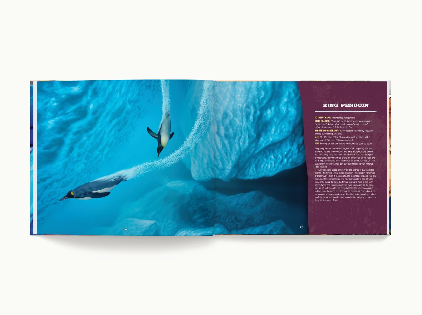 Discovering Birds: The Ultimate Handbook to the Birds of the World - Image 7