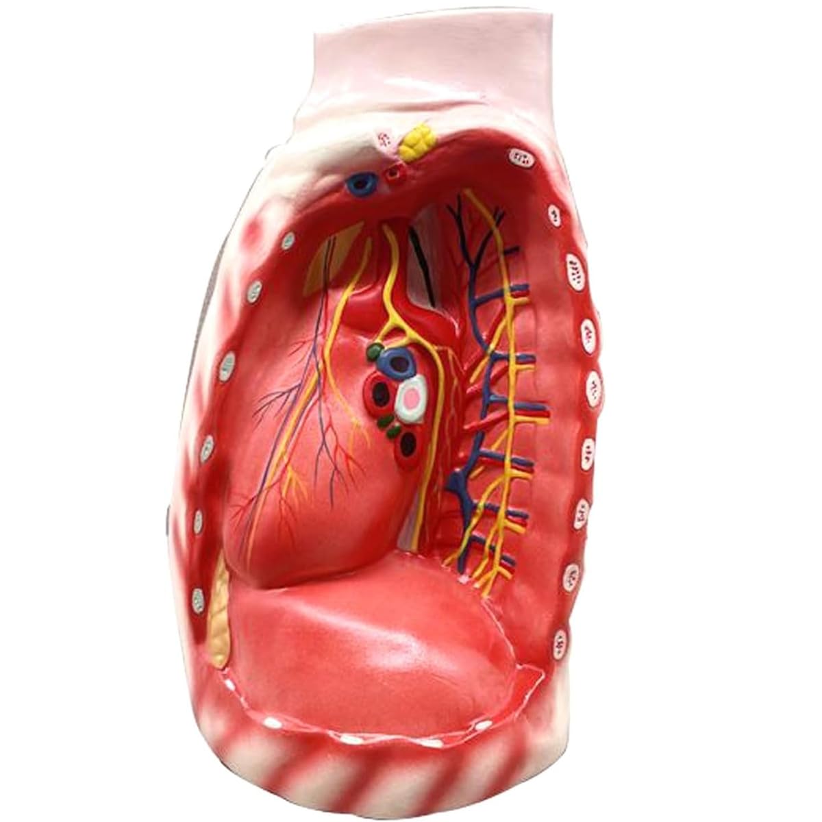 Setto Mediastinico Adulto Tipo Che Mostra Sterno Timo E Mediastino Naturale Grande Modello Mediastinico Umano, Modello Anatomico Cuore Torace Timo E Mediastino Modello Anatomia Respiratoria
