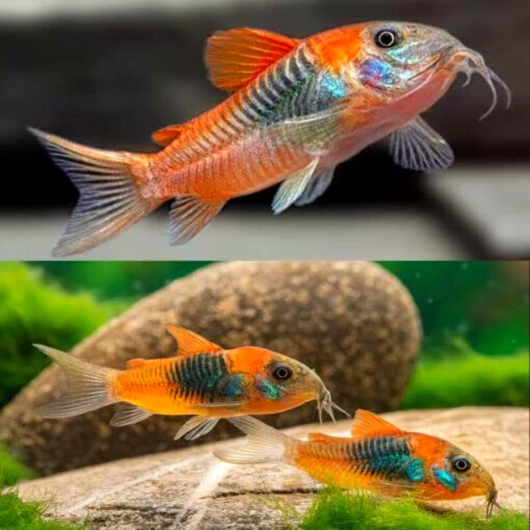 Orange Venezuelan Cory (Pack of 4 Fish) - Aquarium Exotic Freshwater Live Fish