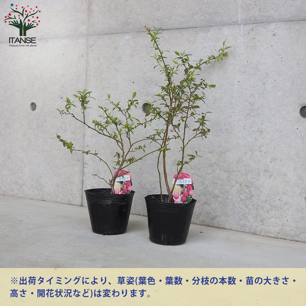 Amazon.co.jp: ブルーベリー ピンクレモネード 3.5号ポット 1個