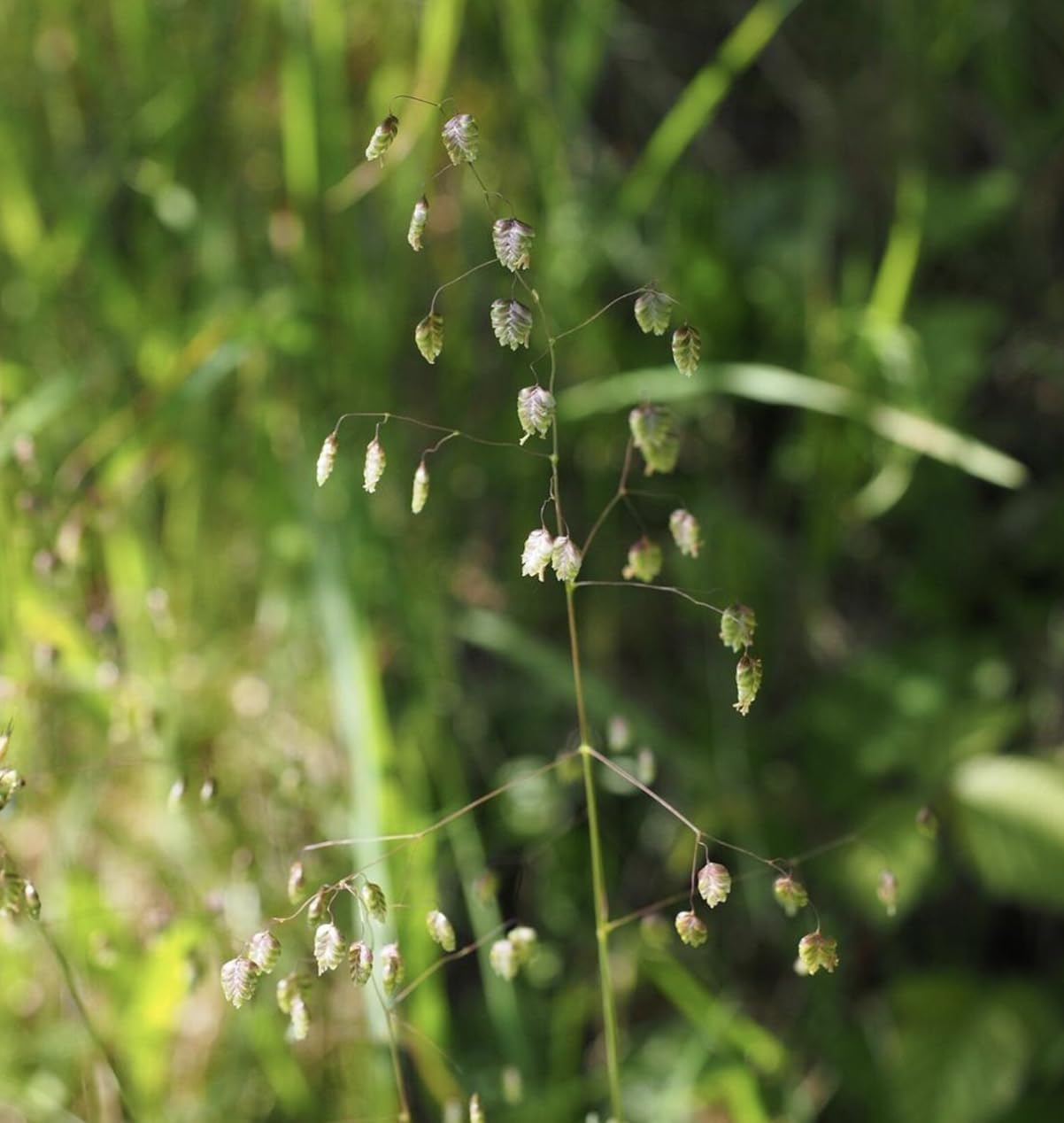 Briza Media | Quaking Grass | 6 Plug Plants