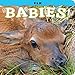 Elk Babies! (Babies! (Farcountry Press))