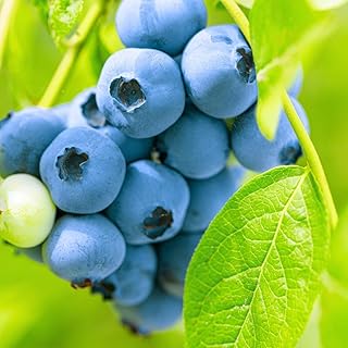 Set 3 Southern Highbush Blueberry Tree Plants Live 1 to 2 Year Old, Blueberry Fruit Tree Live Plant, Blueberry Bush, Blueberries Plants Live for Planting Outdoor Garden Perennial