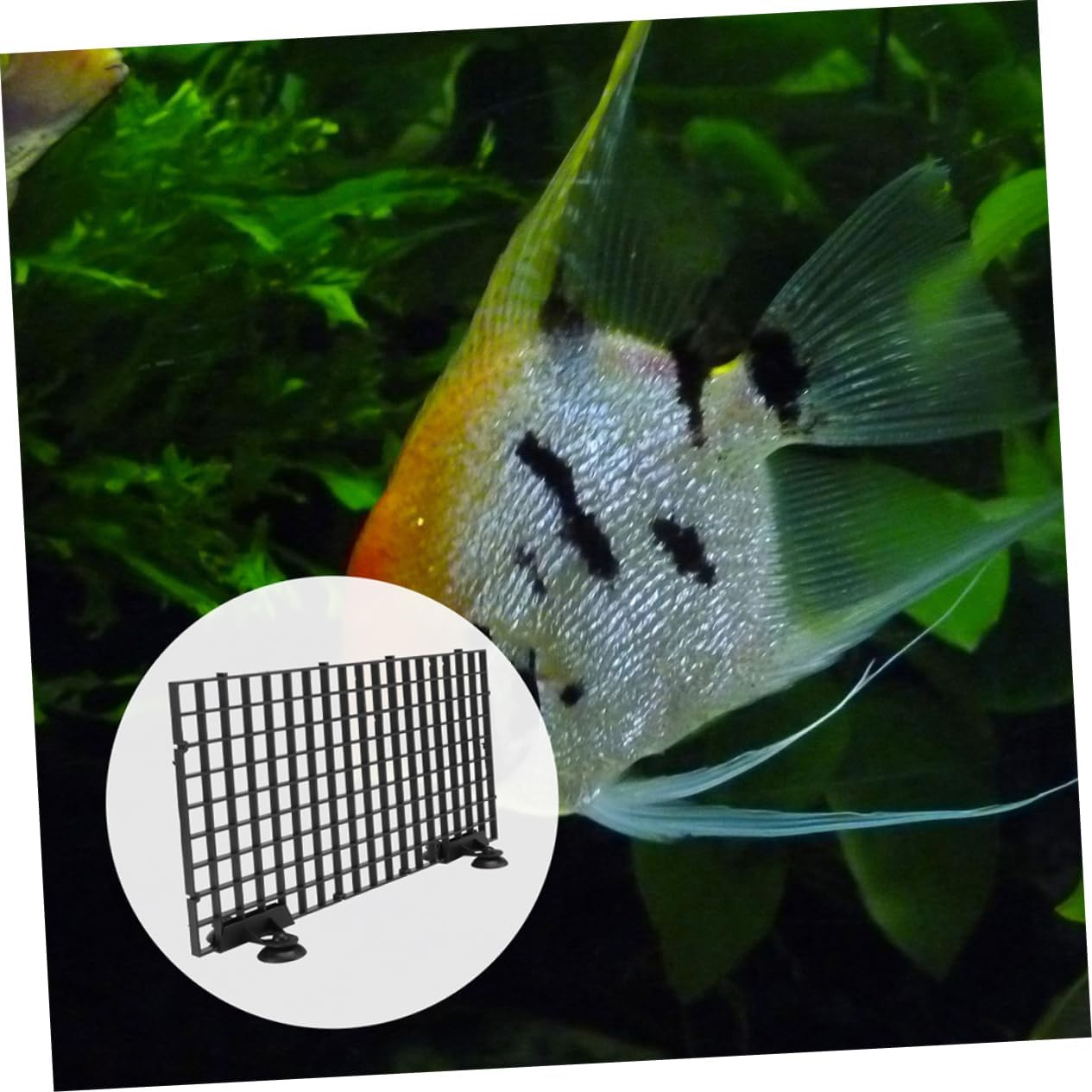 Kisangel 1 Set Fish Tank Divider Fish Tank Partition Fish Separator Aquarium Isolation Board Fish Separator for Aquarium Betta Tank Separator Fish Divider Aquarium Dividers Abs Black