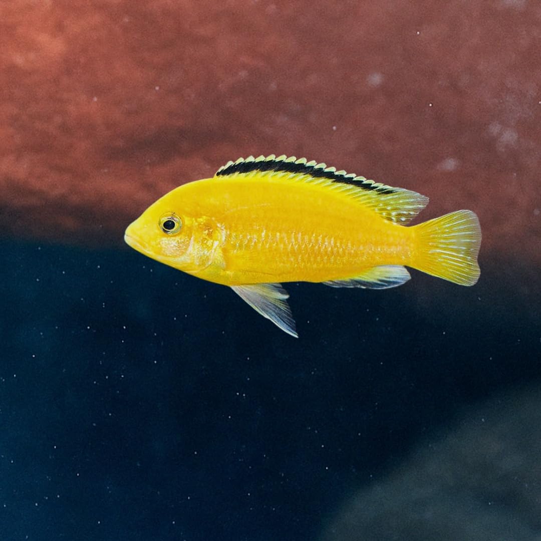 アフリカンシクリッド Cynotilapia afra Jalo Reef オス9 cm ドイツ産