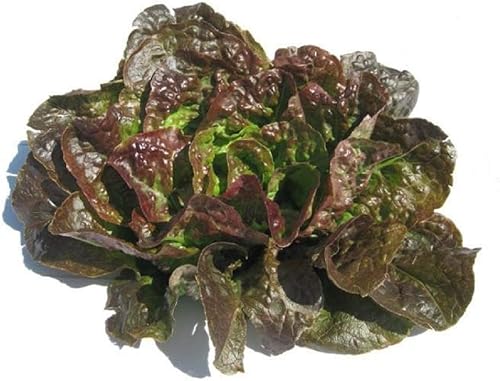 Semillas de lechuga de mantequilla de mancha de bronce – Paquete de 25 semillas – Sin OMG – Una variedad de lechuga de cabeza de mantequilla