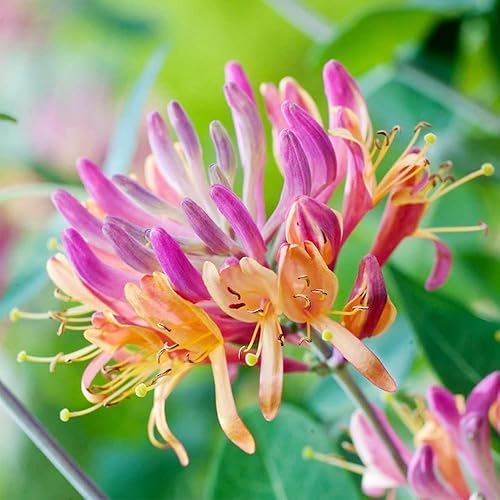 Miniatura 4 de QAUZUY GARDEN 200 semillas de madreselva Lonicera Común Europea Madreselva Woodbine Goldflame Semillas de vid - Hermosas paredes cubiertas de