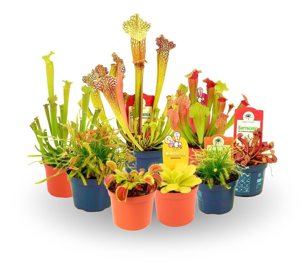 PACK 5 PLANTAS CARNÍVORAS NATURALES | DIFERENTES VARIEDADES | PARA COLECCIONAR | PERFECTO PARA REGALAR