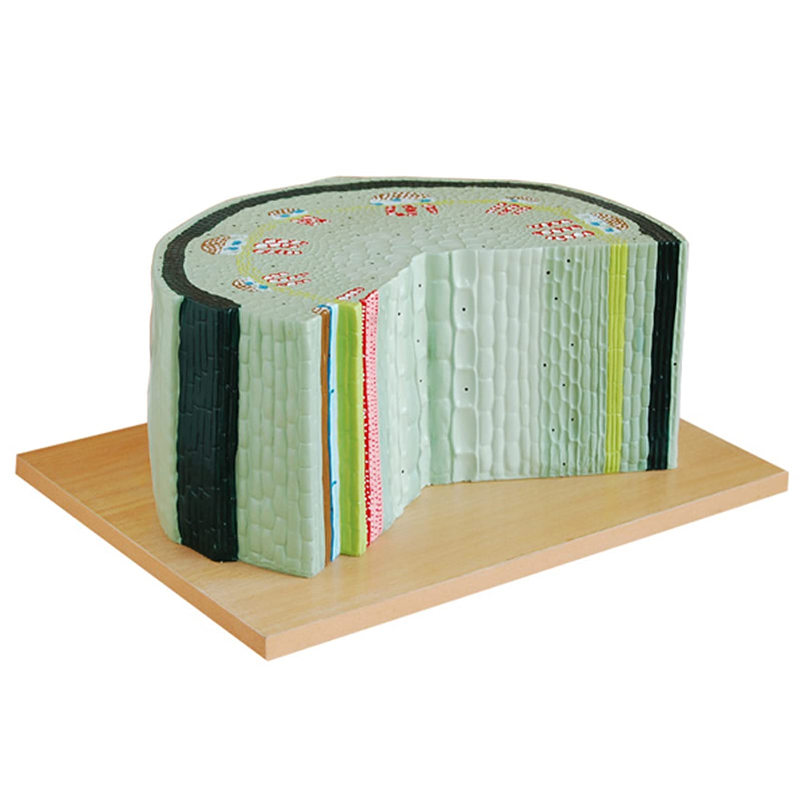 Buy Study Model Dicotyledon Stem Model, Biological Anatomical Model