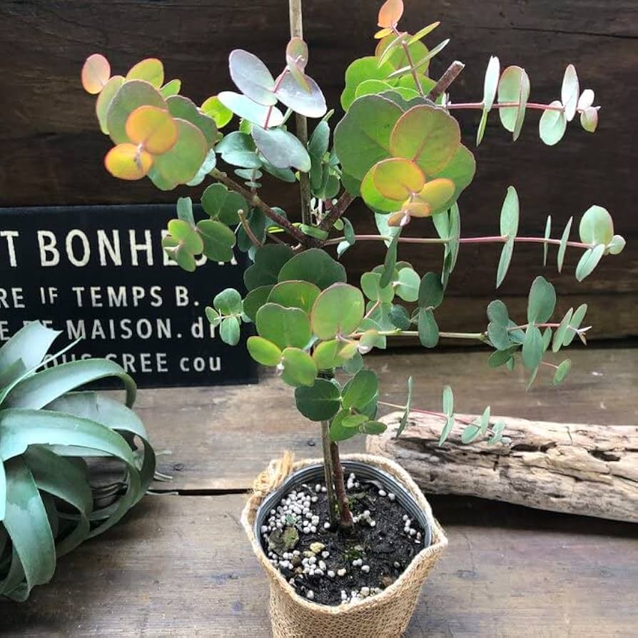 レア種　ユーカリ　ペリニアナ 観葉植物 ユーカリ 10号 グニー セドナロング 墨 付き | 観葉