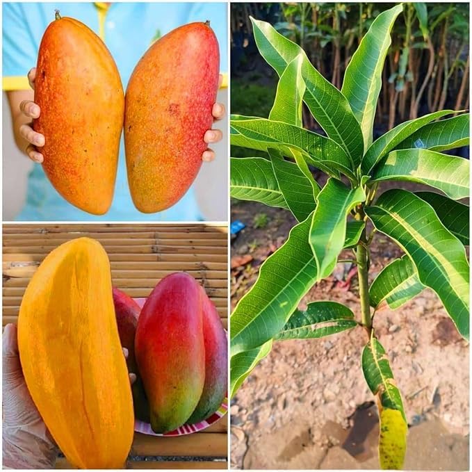 EverSneh Sindhu Mango Plant - Organic Seedless Variety | Healthy Grafted Live Fruit Plant for Home & Garden | Sweet & Juicy Mango in Black Plastic Pot. 2
