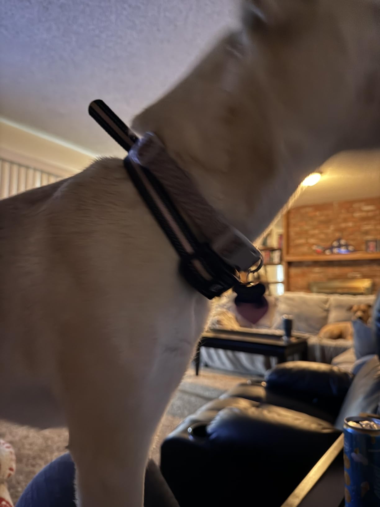 Bousnic 3300FT Dog Training Collar