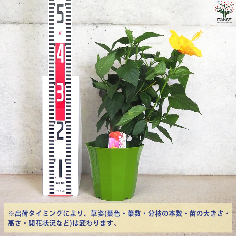 ハイビスカス様のお部屋 ハイビスカス様のお部屋 ハイビスカス – プランチュ