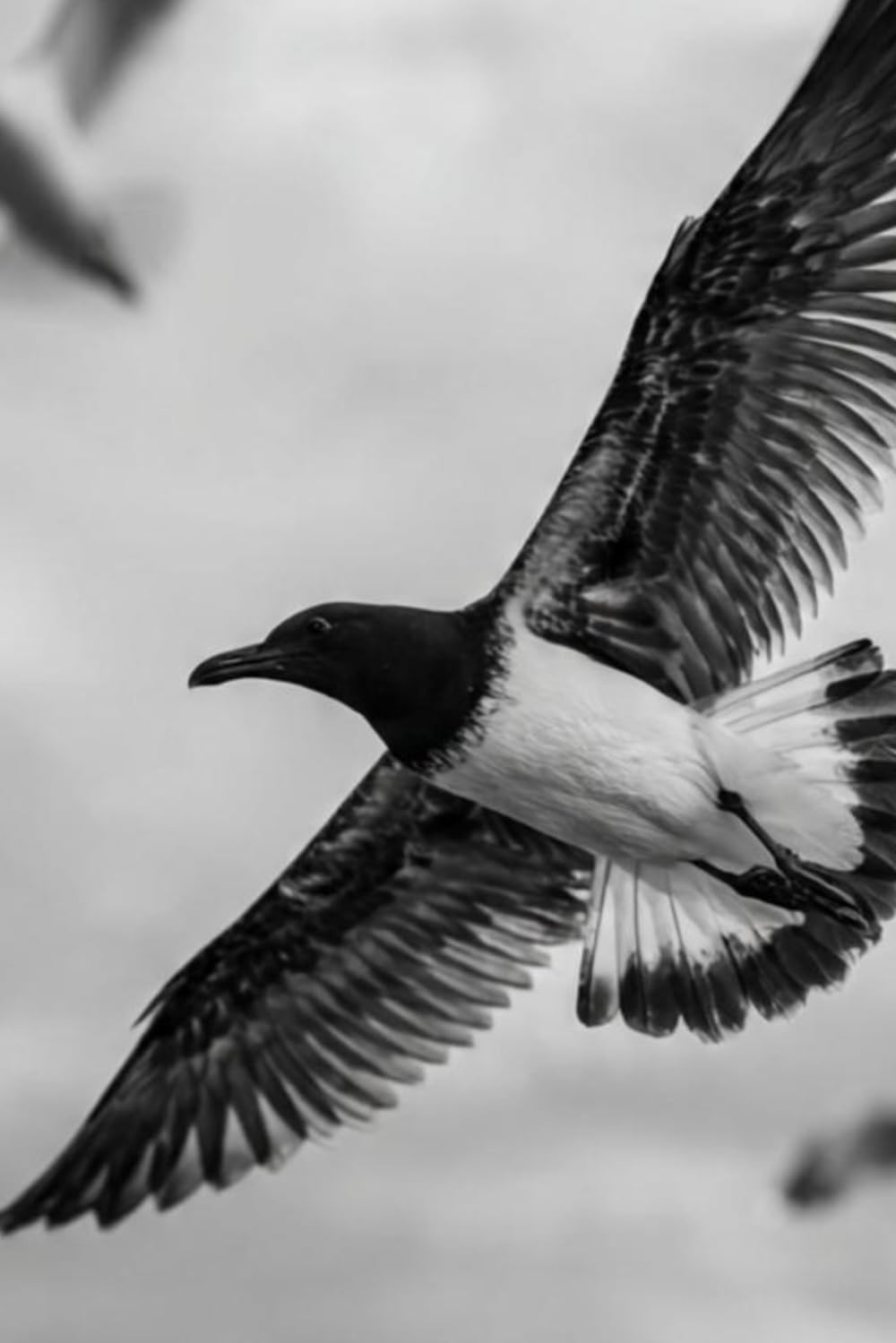 Desirs D'iles: L'un part et l'autre reste...