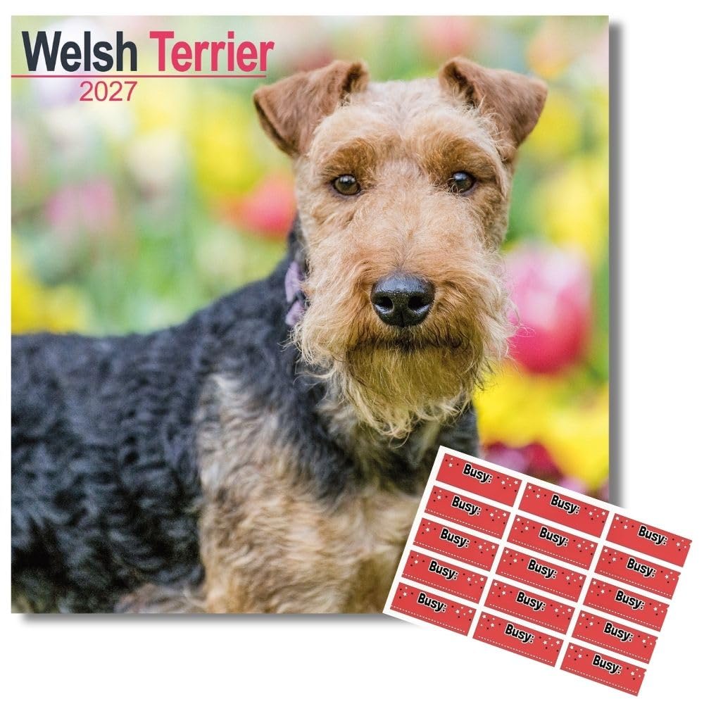 Avonside Welsh Terrier 2027 Calendar with Organisational Stickers, 16 Month Square Wall Calendar (Sept 2026 - Dec 2027), UK Planner for Dog Lovers, Home or Office, 11.6 x 11.6 in