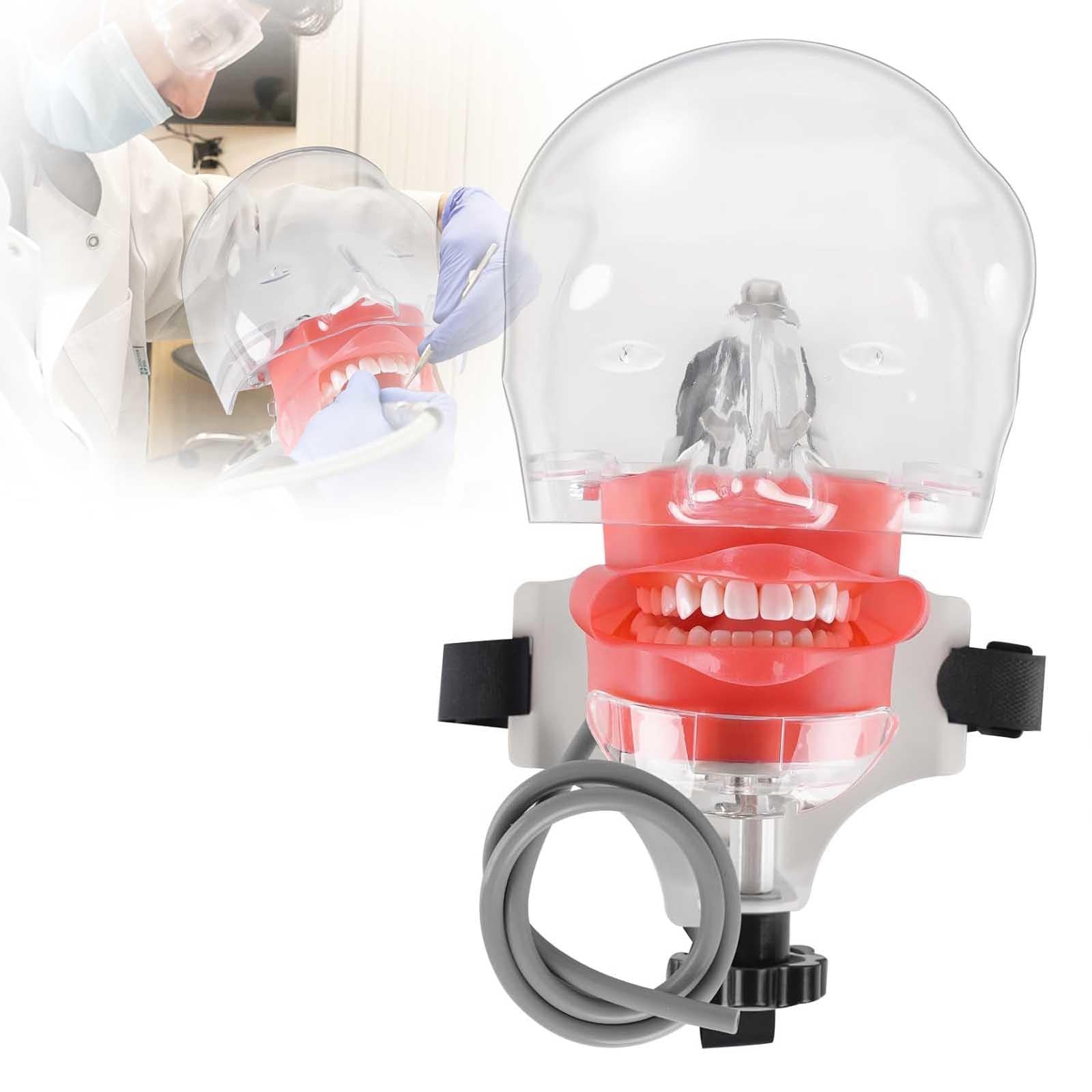 Tête Fantôme de Simulateur de Mannequin Dentaire – avec Modèle de Dents de Typodont Fixé sur Une Chaise, émulation élevée 1:1 Réglable à 360 Degrés pour Les écoles Dentaires, Formation