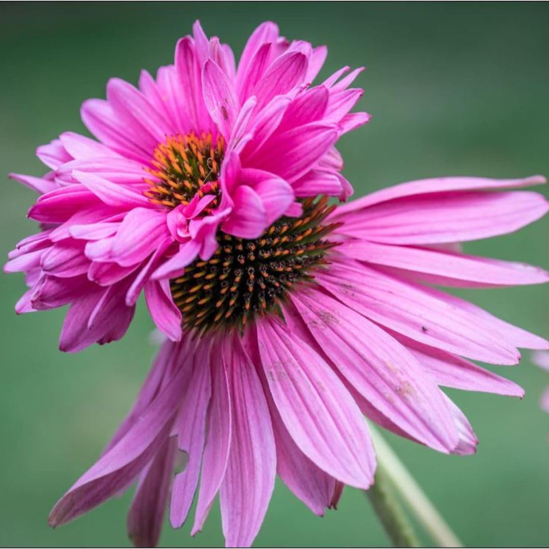 Echinacea purpurea 'Double Decker' - Unique Purple Coneflower for Wildlife Gardens, Hardy Perennial 1 Litre Pot x 1 by Thompson & Morgan