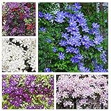 50+Multi Clematis Flower Seeds Bloom Climbing Perennial Flowers Seed Vine Seed