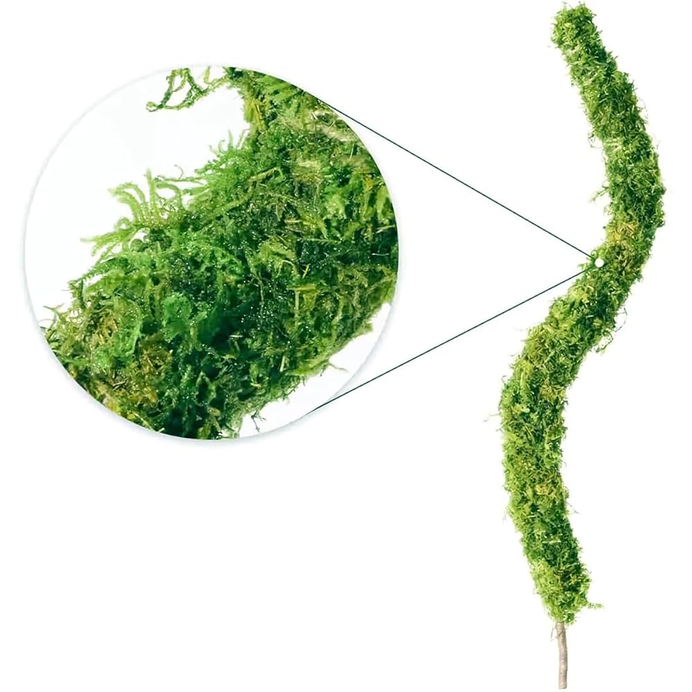 Amazon | 園芸支柱 モスポール モンステラ観葉植物 ポトス ヘゴ