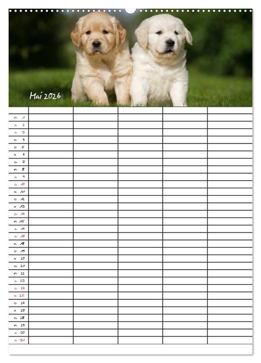 Familienplaner: Golden Retriever Welpen (Wandkalender 2026 DIN A2 hoch), CALVENDO Monatskalender: Dieser Familienplaner mit 5 Spalten wird Ihnen jeden ... Lächeln ins Gesicht zaubern. (CALVENDO Tiere)