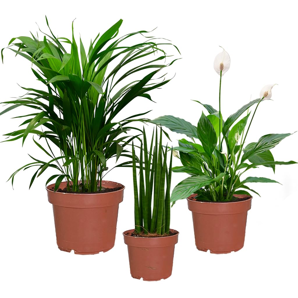 Zimmerpflanzen Fresh Air Brothers | 3er Set luftreinigende Pflanzen | Goldfruchtpalme, Sansevieria & Einblatt | pflegeleicht, robust & frisch aus der Gärtnerei | ideal für Zuhause & Büro | Green Me Up