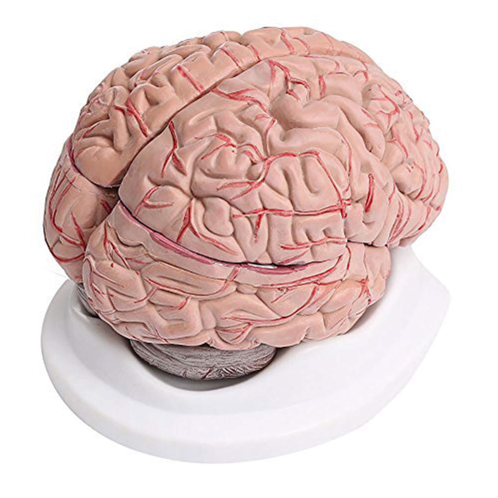 Buy 8-Part Human Brain with Arteries Anatomical Anatomy Model ...