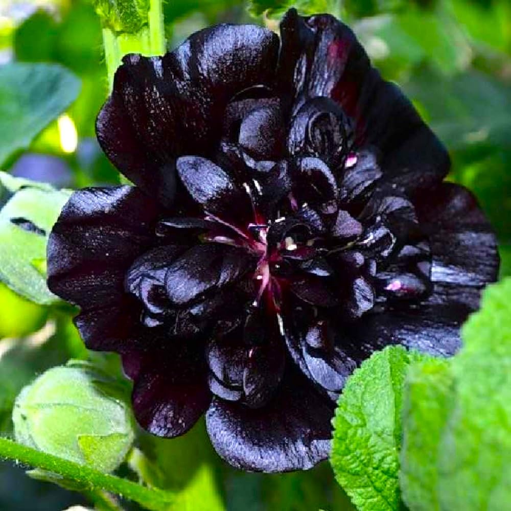 Hollyhock Black 30+ Seeds for Planting Non-GMO Flower Garden