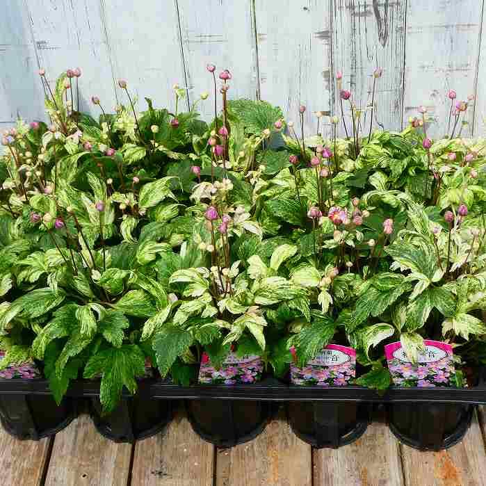 Amazon.co.jp: 秋明菊 苗 初音 斑入り 矮性種 3.5号 シュウメイギク