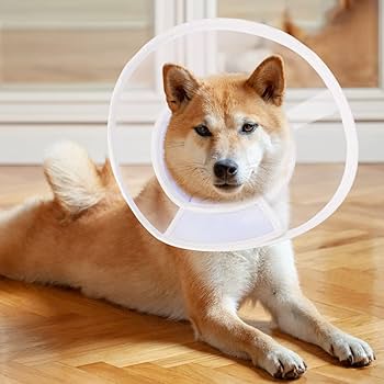 【獣医師推奨】Apettogo エリザベスカラー 猫 犬 ソフト 軽量 防水 楽天市場】【獣医師推奨】APETTOGO エリザベスカラー 猫 犬