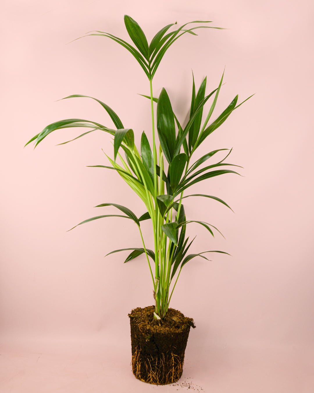 PUR PLANT Kentia (Howea Forsteriana) | Palmera Natural Elegante | Planta Apta Para Interior y Exterior en Climas Suaves | maceta de Ø17 cm