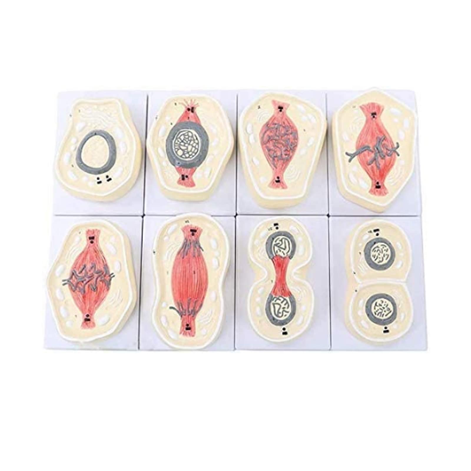 Pośrednie podział chromosomu model anatomiczny komórek Model Ręcznie robione odporne na korozję lekkie medyczne szkolenie edukacyjne narzędzie pomocy Modele medyczne Materiały edukacyjne