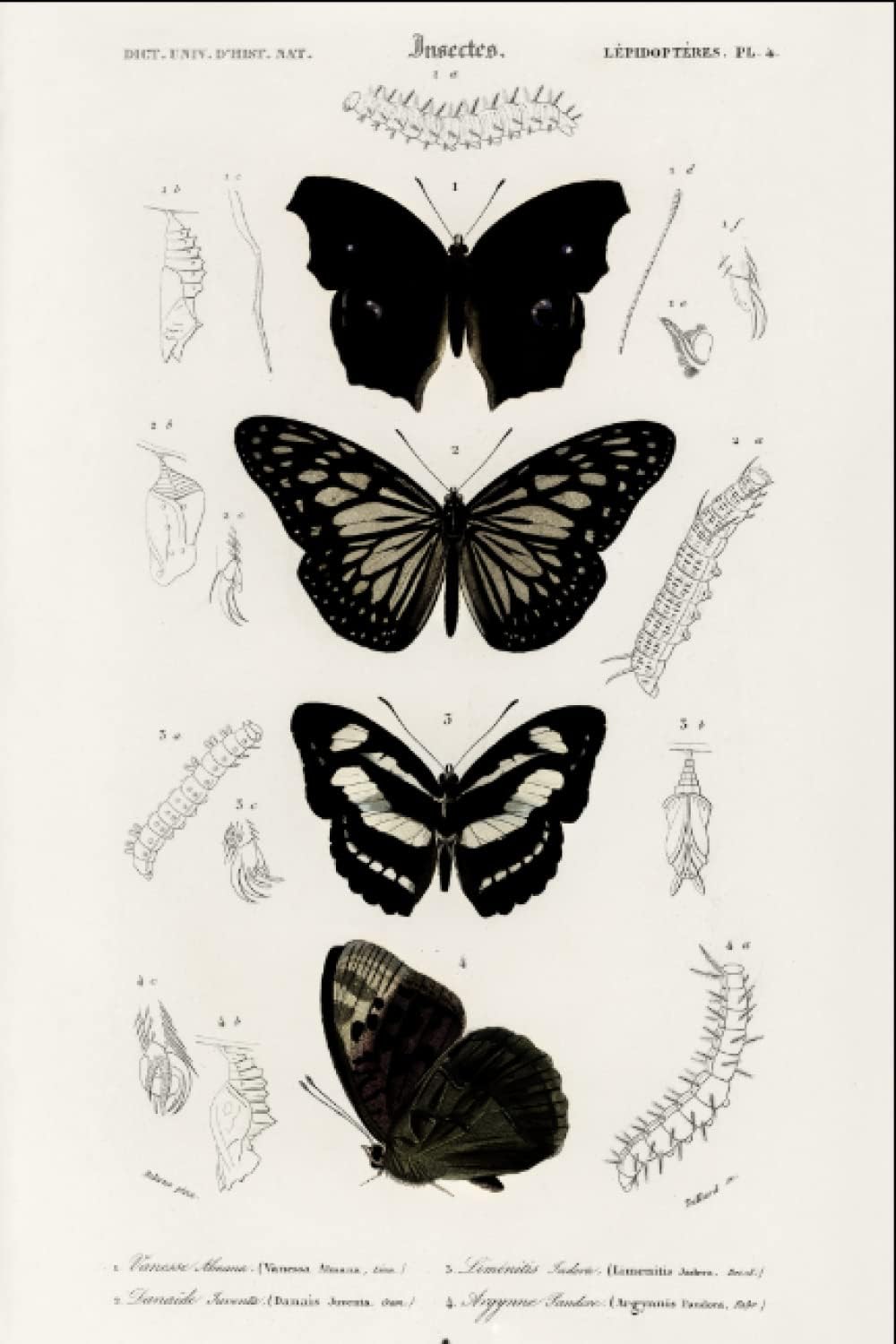 Dark Butterfly Journal