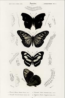 Dark Butterfly Journal