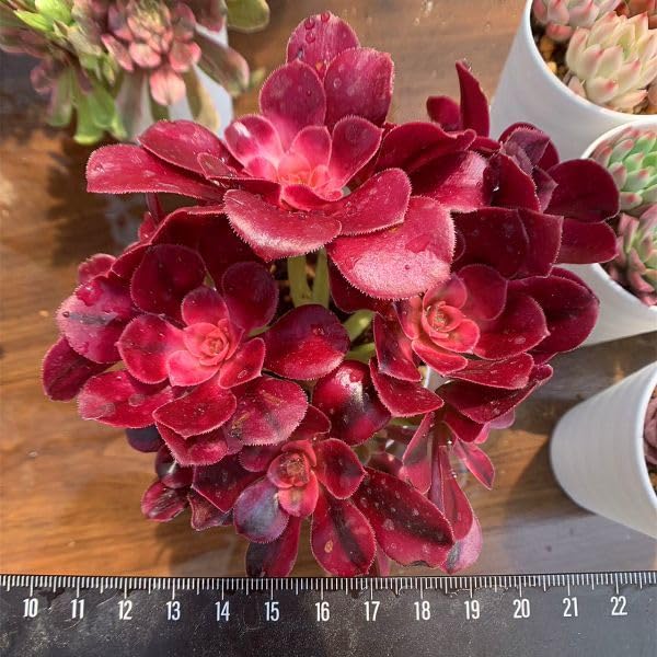 大株❤️メデューサ❤️9頭群生　アエオニウム　木立　　多肉植物　ブーケ 大株❤️メデューサ❤️9頭群生アエオニウム木立多肉植物ブーケ