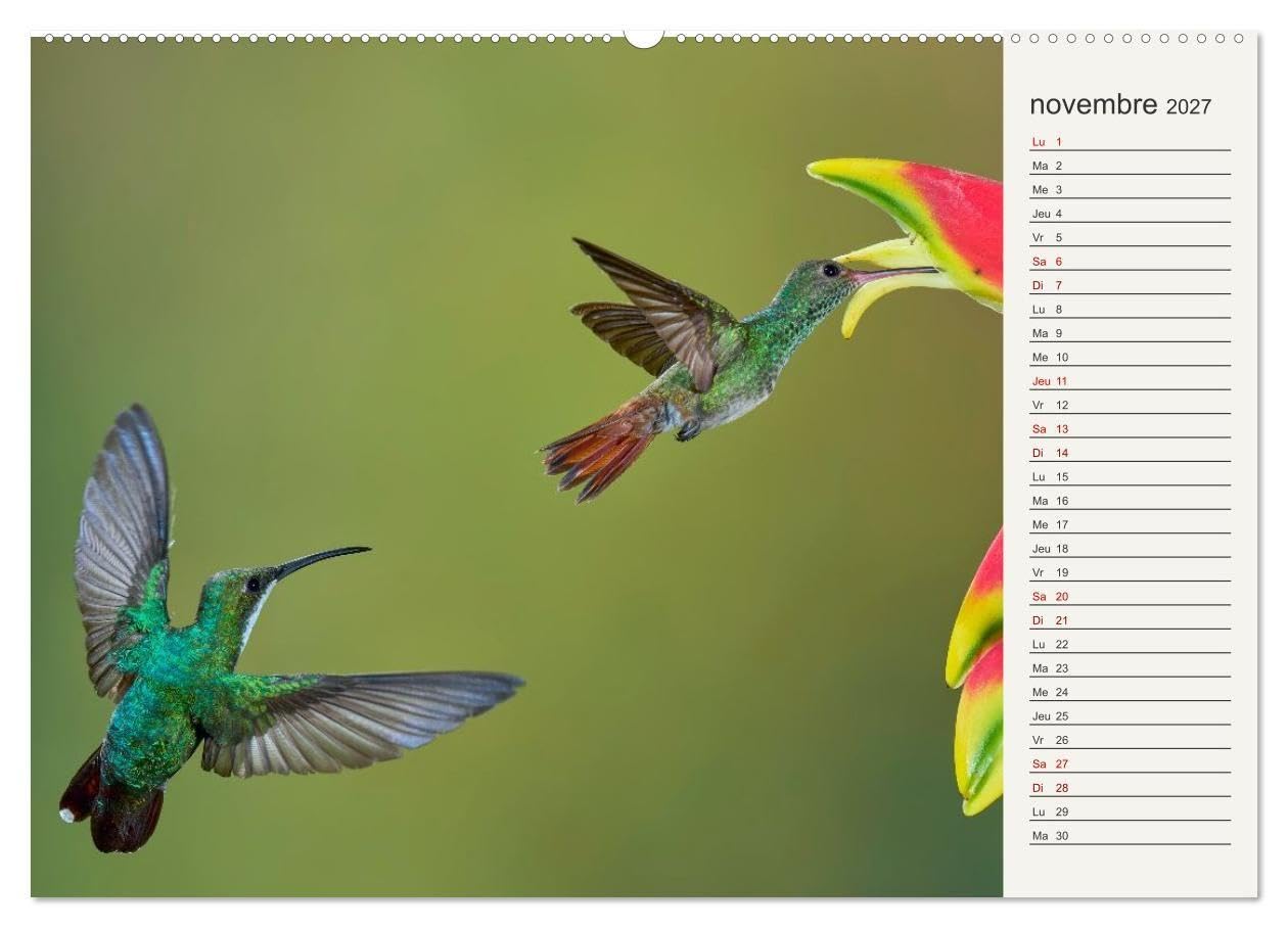 Colibris - éclats de nature (Calendrier mural 2027 DIN A2 vertical), CALVENDO calendrier mensuel: Joyaux de la forêt tropicale