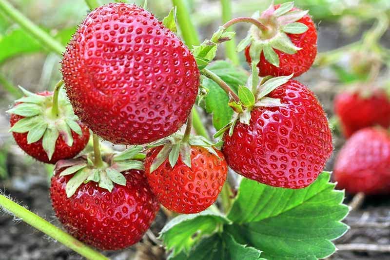 See full amazon price history chart for Sweet Strawberry plant Original Healthy Plant Pack of 2 Sweet Strawberry plant Original Healthy Plant Pack of 2 (B0BK4PK6XP) Amazon Price History, Amazon Price Tracker