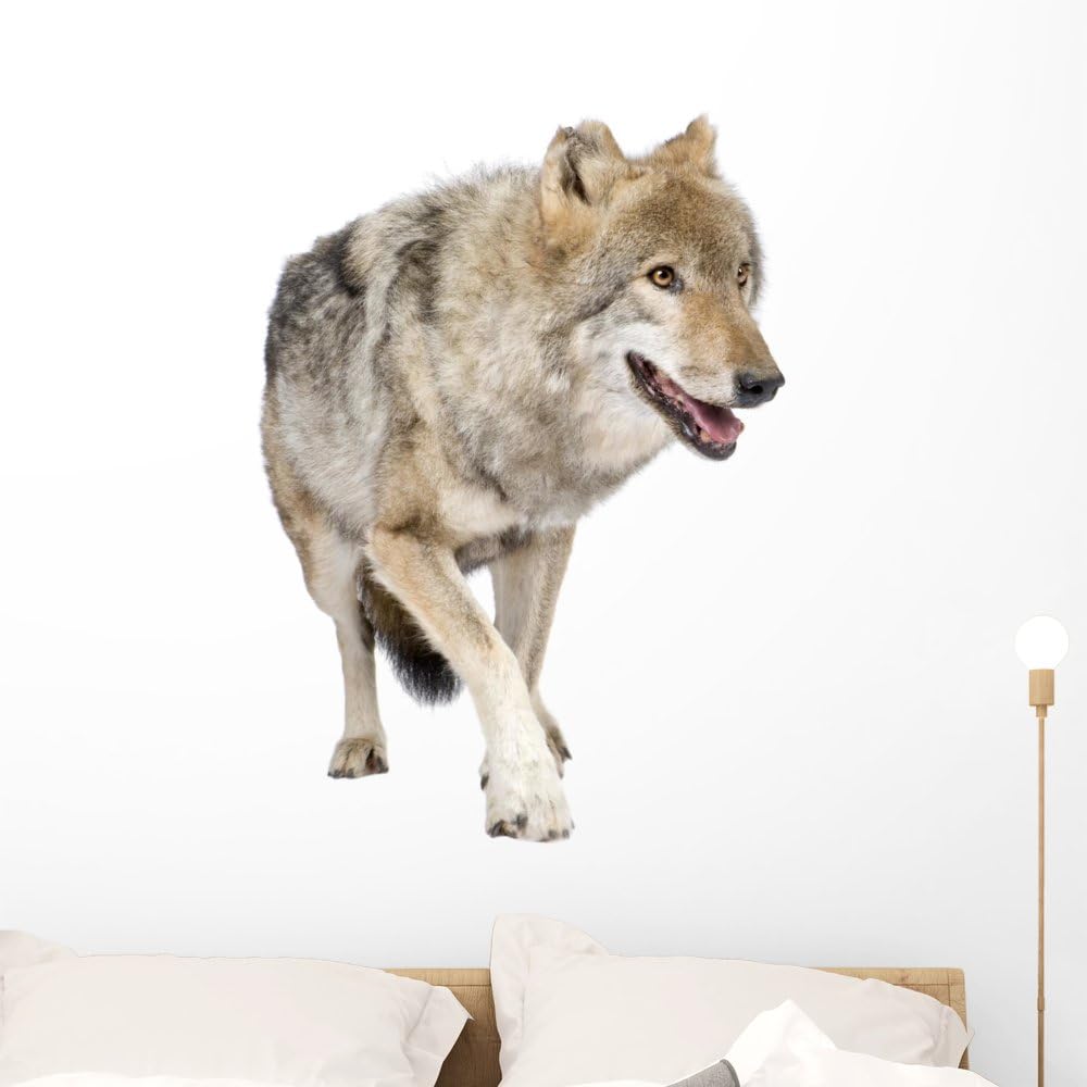 European Grey Wolf Wall Decal Wallmonkeys Peel and Stick Animal Graphics (36 in H x 35 in W) WM176755