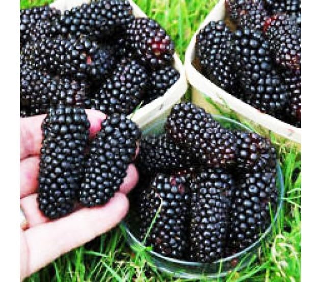 See full amazon price history chart for NooElec Seeds India 15 Seeds- All Seasons- Organic Giant Blackberry Fruit Seeds- Grow Indoor & Outdoor Both NooElec Seeds India 15 Seeds- All Seasons- Organic Giant Blackberry Fruit Seeds- Grow Indoor & Outdoor Both (B0C9XFRRGW) Amazon Price History, Amazon Price Tracker