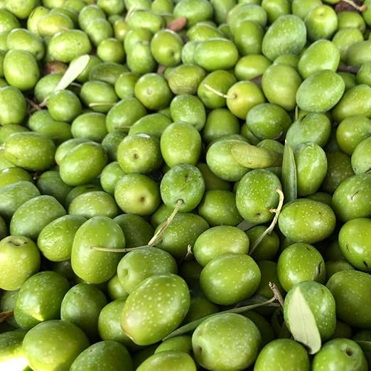 Aceitunas Verdes Crudas para Preparar en Casa