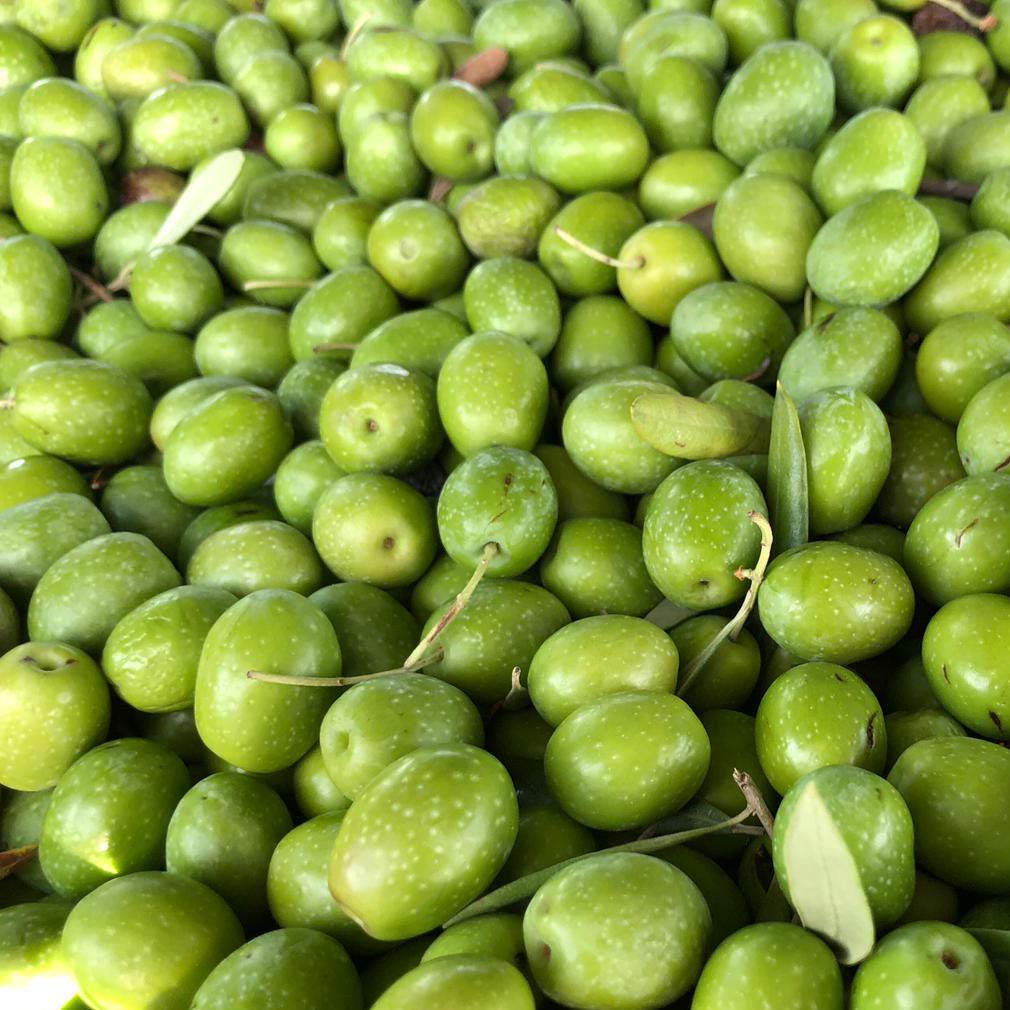 Aceitunas Crudas Verdes para preparar en casa