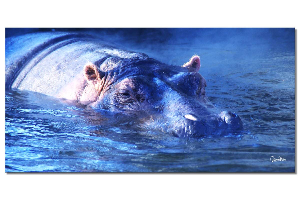 Glücksvilla - Nilpferd 2 (Leinwand-Bild 2 cm, 200 x 100 cm) | div. Maße - aus DE - Kunstdruck Deko Wandbild quer - Wildnis Afrika Natur Tier Hippo