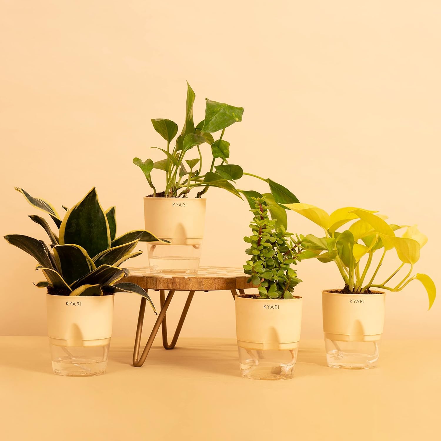 KYARI Money Variegated, Golden Money, Snake Golden & Jade Combo of 4 Indoor Plants for Living Room | Live Plants | Plants with Cream Self Watering Pot for Home | Air purifier plants for Home Decor (B0CYCGZJYW) Amazon Price History, Amazon Price Tracker